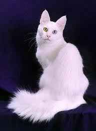 angora.jpg
