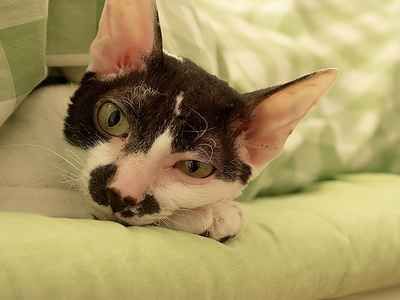 cornish-rex.jpg