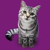whiska_5.jpg