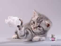 whiskas4.jpg