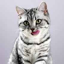whiskas_6.jpg